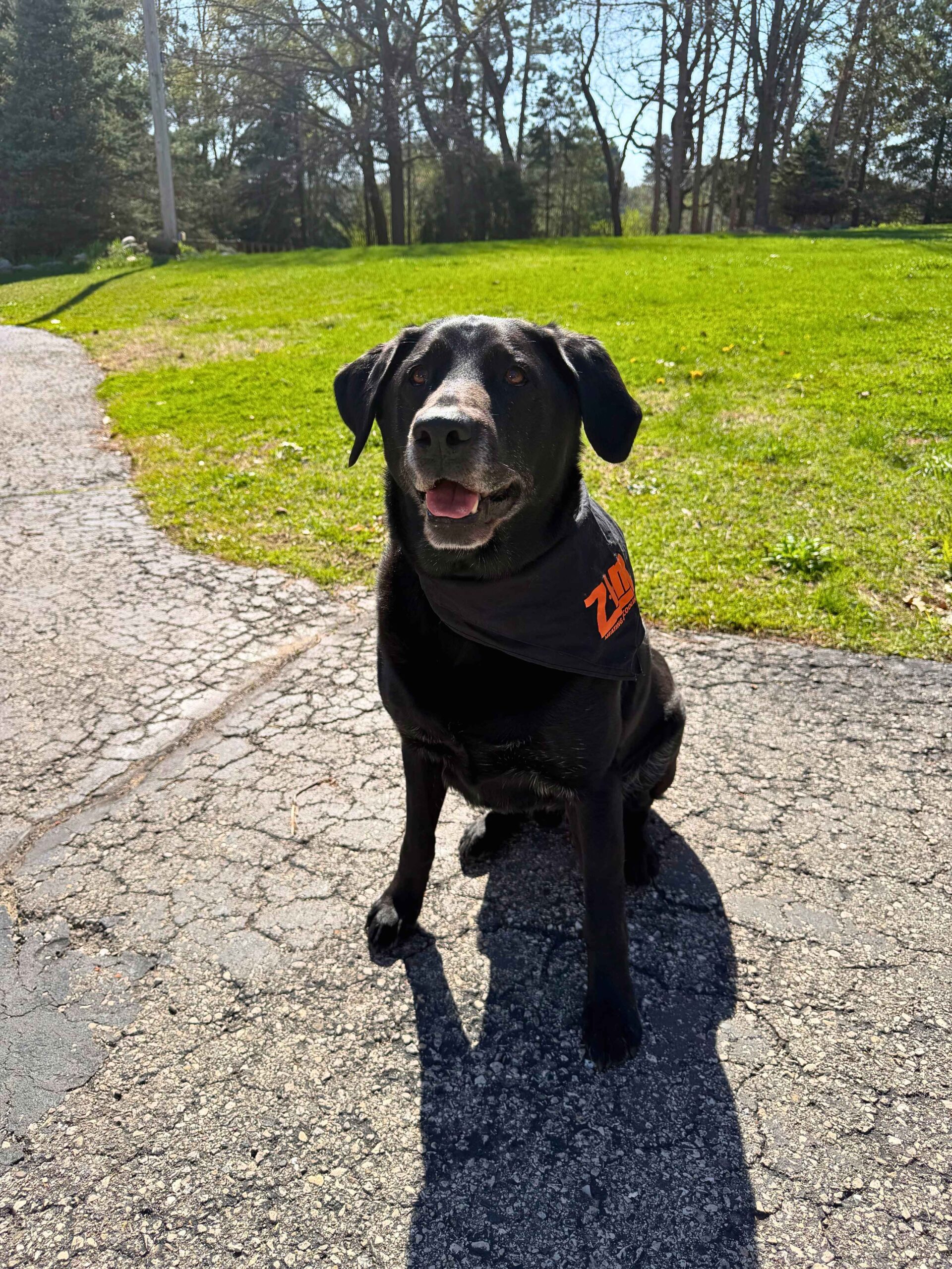 Black lab dog wearing ZIM Heating and Cooling canine attire representing Brookfield HVAC services in Wisconsin