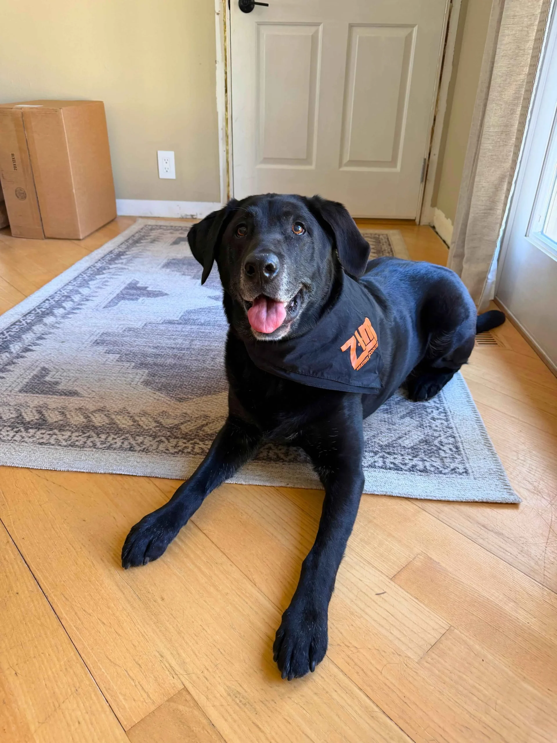 Black lab canine lying on rug wearing clothes that say ZIM Heathing and cooling, HVAC company Pewaukee, WI home