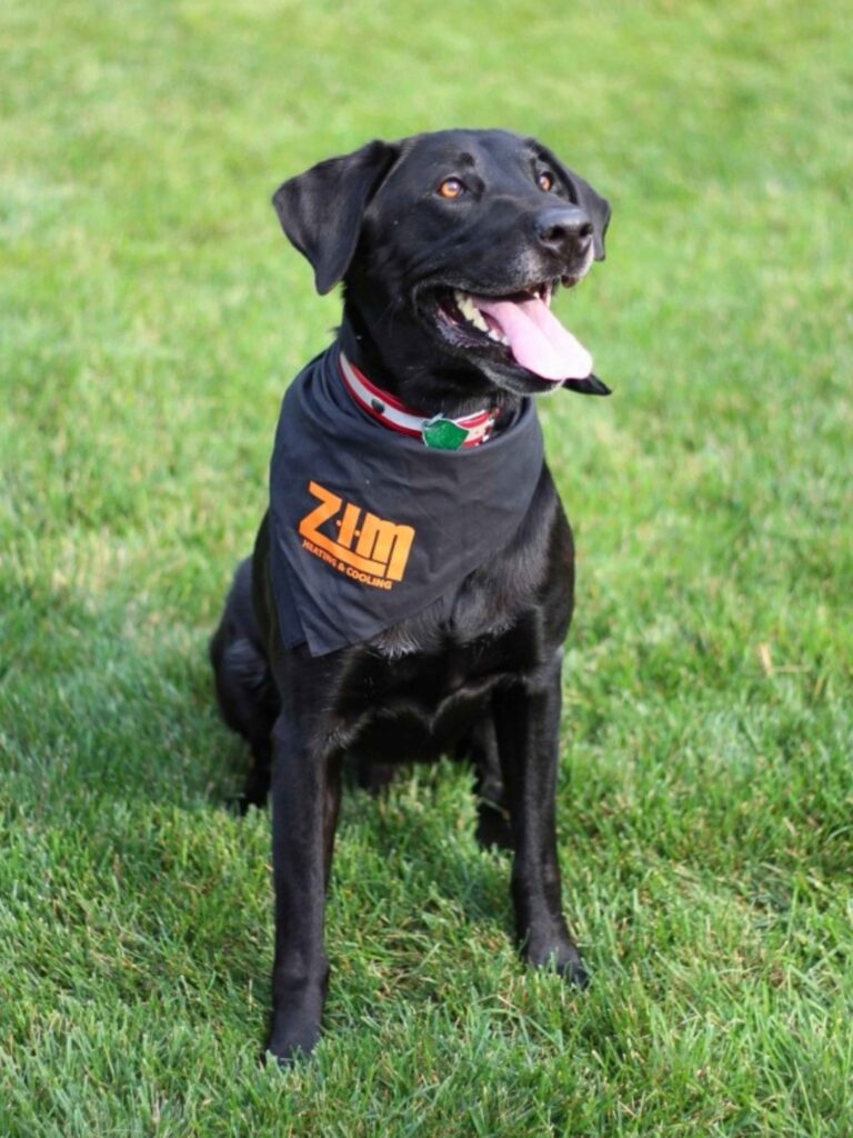Black lab smiling in dog outfit that says "ZIM Heating and Cooling," mascot for HVAC repair Mukwonago, WI