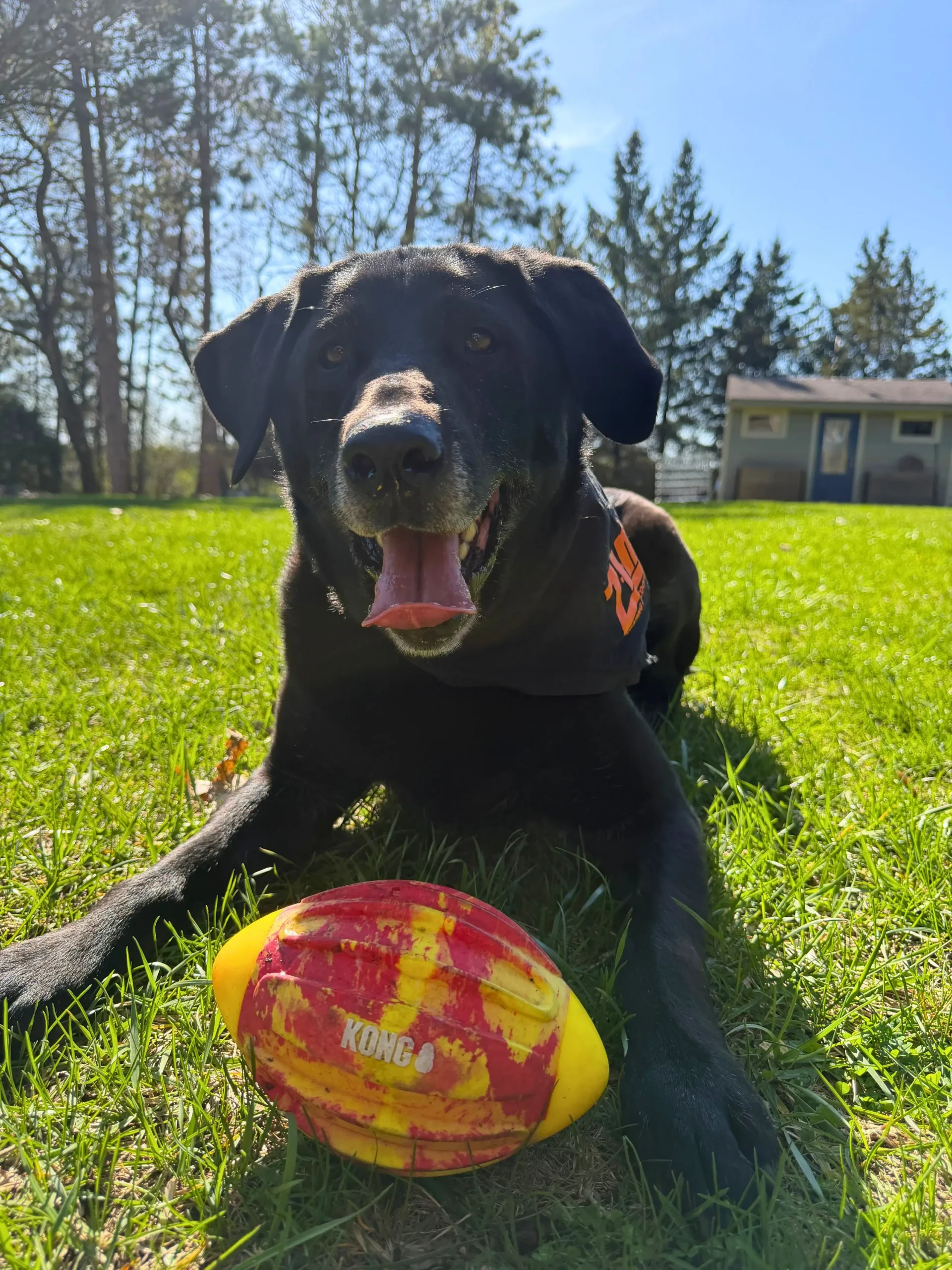 Black lab laying with football wearing dog shirt that says ZIM HEating and Cooling HVAC Oconomowoc, WI